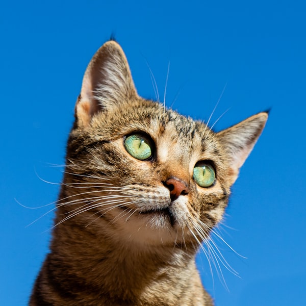 CalmCat Diffuseur Pheromones