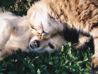 Guide Senior Pet Care