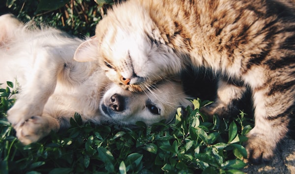 Guide Senior Pet Care