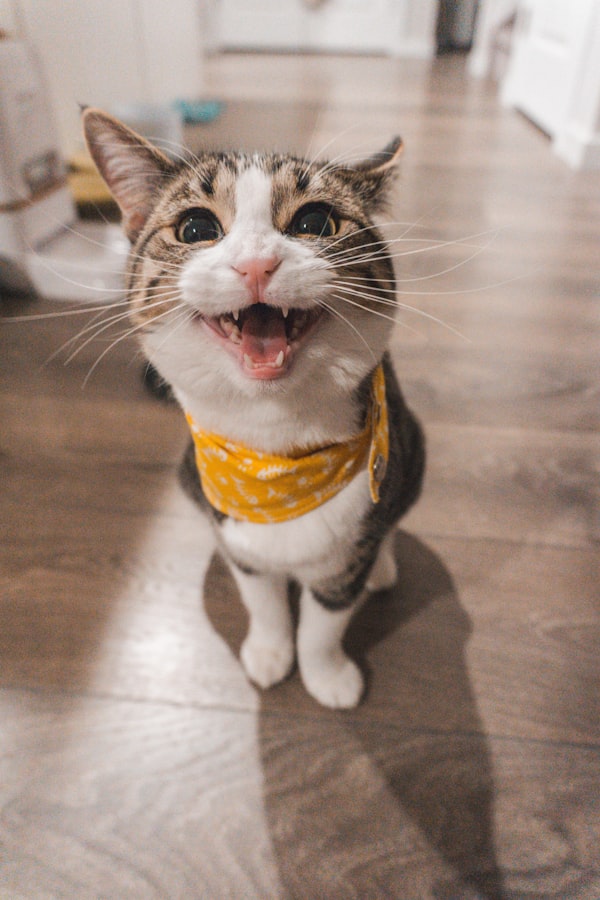 Kit Chat Senior Complet