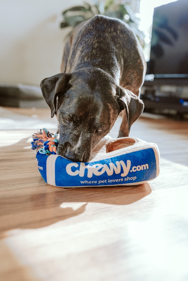 Kit Senior Complet Chien
