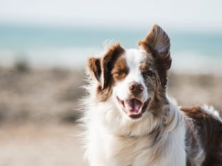 EasyStep - Rampe Acces Pliable Chien et Chat