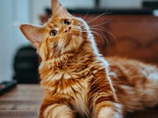 CozyNest — Lit chauffant orthopédique chat