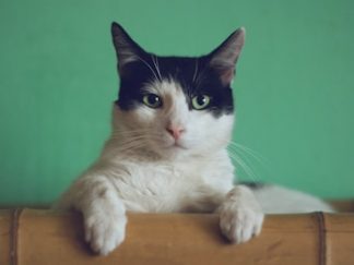 ScratchEase — Griffoir bas incliné senior