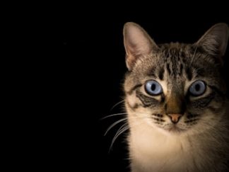 CalmCat — Diffuseur phéromones anti-stress