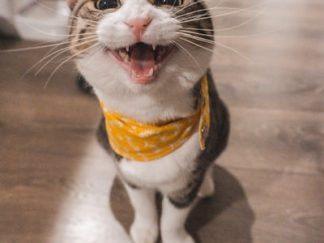 Kit Chat Senior Complet