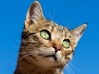 HamacFenĂȘtre â Hamac ventouse chat senior