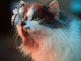 MiniArbre â Arbre Ă chat bas senior