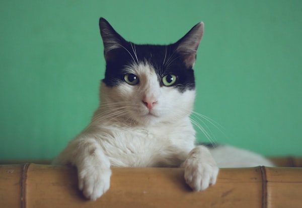 ScratchEase Griffoir Senior