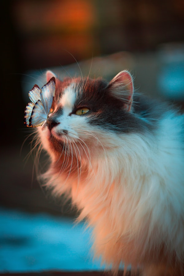 SoftPaw Litiere Senior
