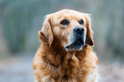 Les secrets de longévité des animaux de compagnie